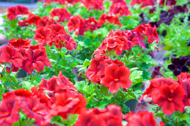 Begonia Mallacoota