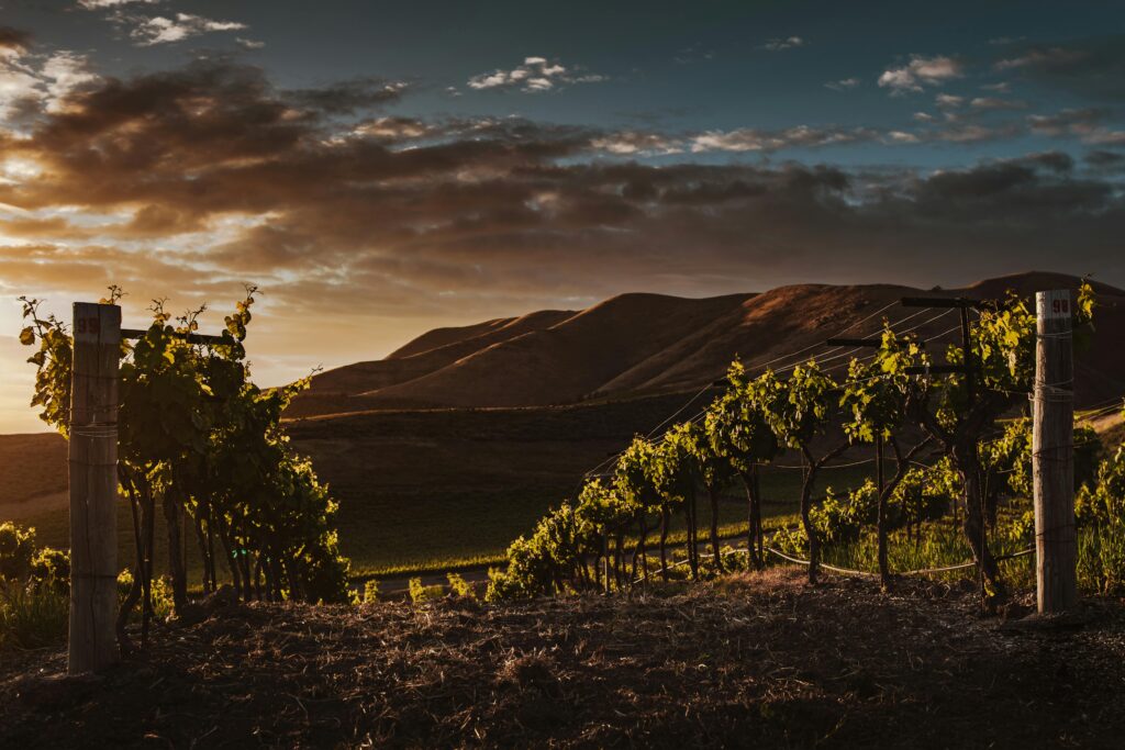 Siskiyou Grapevine