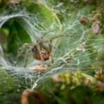 Jumping Spider Enclosure