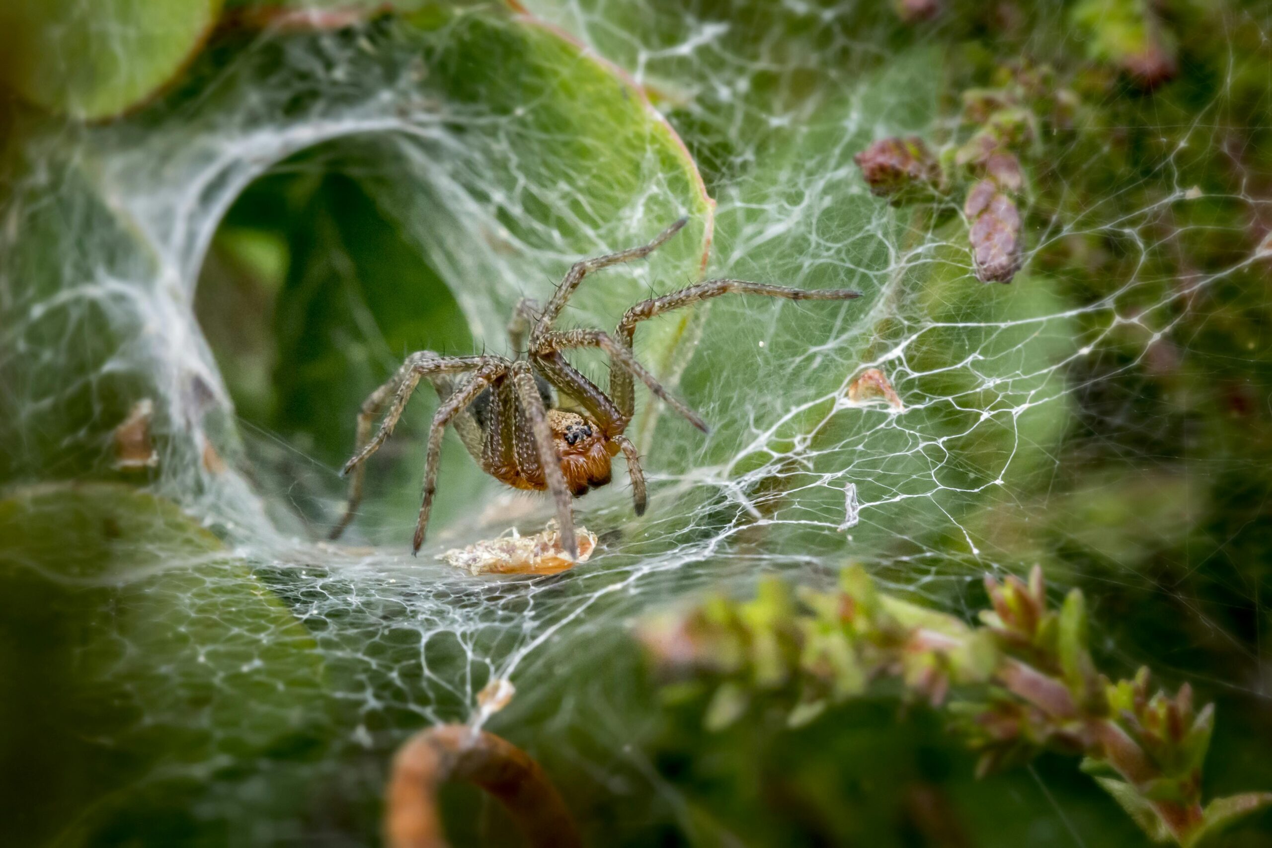 Jumping Spider Enclosure