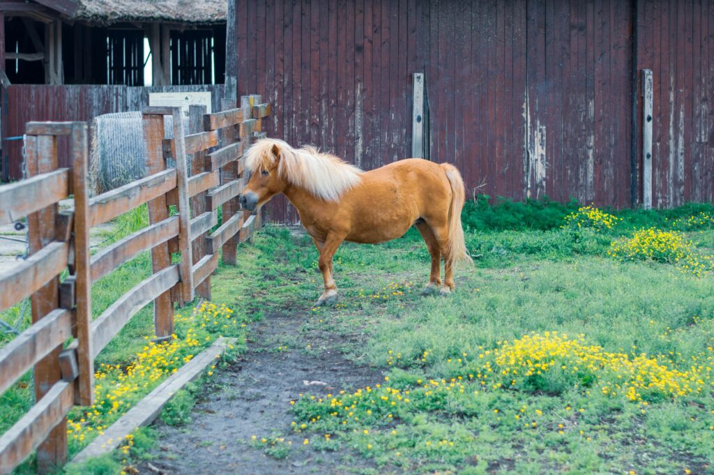 The Farm Zone Grooming