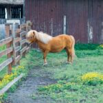 The Farm Zone Grooming